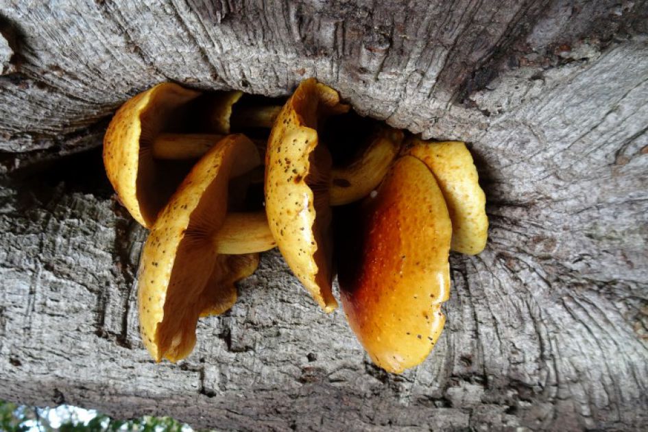 voor mij moeilijk te determineren